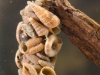 Case-building caddisfly larva (Limnephilus flavicornis)