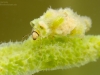Case-building caddisfly larva (Ceraclea fulva)