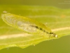 Case-building caddisfly larva (Agraylea multipunctata)