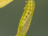 Case-building caddisfly larva (Agraylea multipunctata)