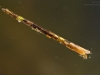 Case-building caddisfly larva (Triaenodes bicolor)