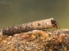 Case-building caddisfly larva (Oecismus monedula)