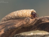 Case-building caddisfly larva (Oecismus monedula)