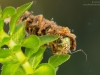 Case-building caddisfly larva (Oecetis sp.)