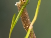 Case-building caddisfly larva (Athripsodes aterrimus)