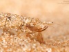 Common burrowing mayfly nymph (Ephemera danica)