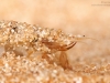Common burrowing mayfly nymph (Ephemera danica)