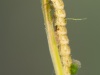 Crawling water beetle larva (Haliplidae)