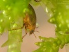 Crawling water beetle (Haliplidae)