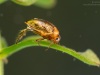 Crawling water beetle (Haliplus ruficollis)