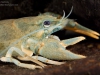 European crayfish (Astacus astacus)