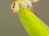 Creeping water bug nymph (Ilyocoris cimicoides)