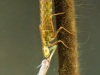 Darner dragonfly nymph (Aeshnidae)