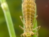 Darner dragonfly nymph (Aeshna cyanea)