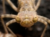 Darner dragonfly nymph (Aeshnidae)