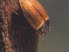 Diving beetle (Agabus sturmii)