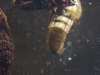 Diving beetle (Agabus sturmii)