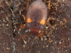 Diving beetle (Deronectes latus)