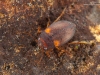 Diving beetle (Deronectes latus)