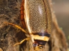 Diving beetle (Graphoderus cinereus)