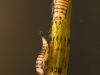 Diving beetle larvae (Hyphydrus ovatus)