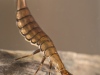 Diving beetle larva (Graphoderus sp.)