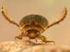 Diving beetle (Rhantus suturalis)