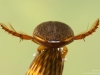Diving beetle (Rhantus suturalis)