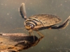 Lesser diving beetle (Acilius sulcatus)
