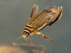 Lesser diving beetle (Acilius sulcatus)