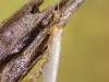 Stonefly (Plecoptera) emerging
