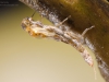 Stonefly (Plecoptera) emerging