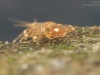 Flathead mayfly nymph (Ecdyonurus sp.)