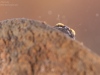 Flathead mayfly nymph (Electrogena sp.)