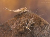 Flathead mayfly nymph (Electrogena sp.) and Summer mayfly nymph (Siphlonurus lacustris)