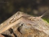 Flathead mayfly nymphs (Heptageniidae)