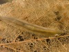 Flatworm (Dugesia gonocephala)