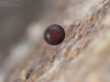 Flatworm eggs capsule on stalk (Dugesia gonocephala)