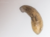 Freshwater flatworm (Dugesia lugubris)