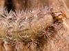 Free-living caddisfly larva (Rhyacophilidae)