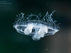 Freshwater jellyfish (Craspedacusta sowerbyi)