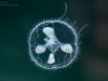 Freshwater jellyfish (Craspedacusta sowerbyi)