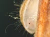 Freshwater limpet (Planorbidae, Ferrissia)