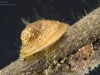 Freshwater snails and limpets (phylum Mollusca, class Gastropoda ...