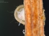 Freshwater snails and limpets (phylum Mollusca, class Gastropoda ...