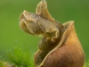 Freshwater snail (Radix auricularia)