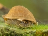 Freshwater snail (Radix auricularia)