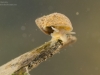 Freshwater snails and limpets (phylum Mollusca, class Gastropoda ...