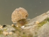 Freshwater snails and limpets (phylum Mollusca, class Gastropoda ...