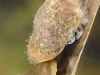 Freshwater snails and limpets (phylum Mollusca, class Gastropoda ...